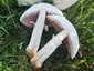 Nagyspórás csiperke (Agaricus crocodilinus), Budai-hegység
